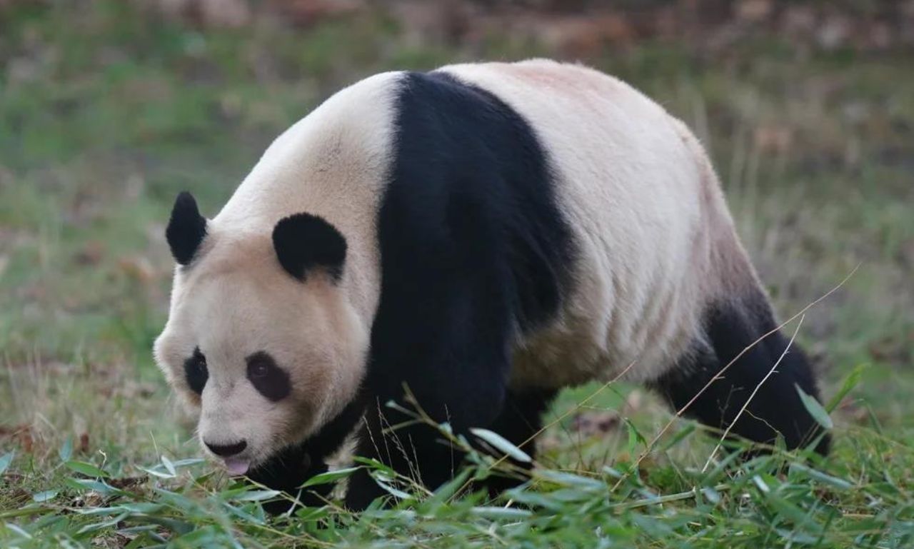 The Fascinating Journey of Giant Pandas at Edinburgh Zoo